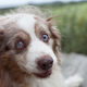 Illustration for article titled Aging In America: Dog Edition